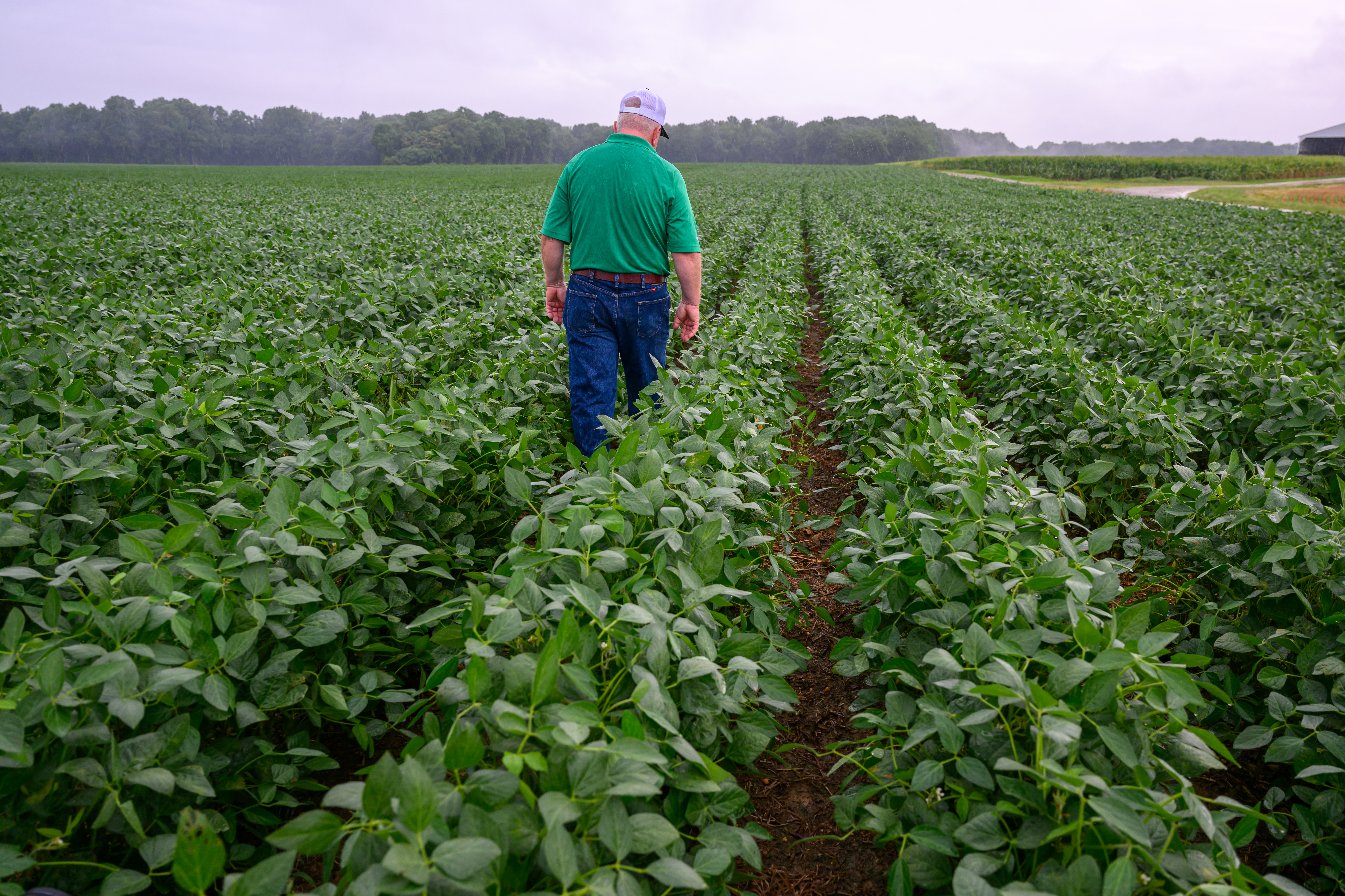 Controlling Weeds for Roundup Ready® High-Oleic Soybeans