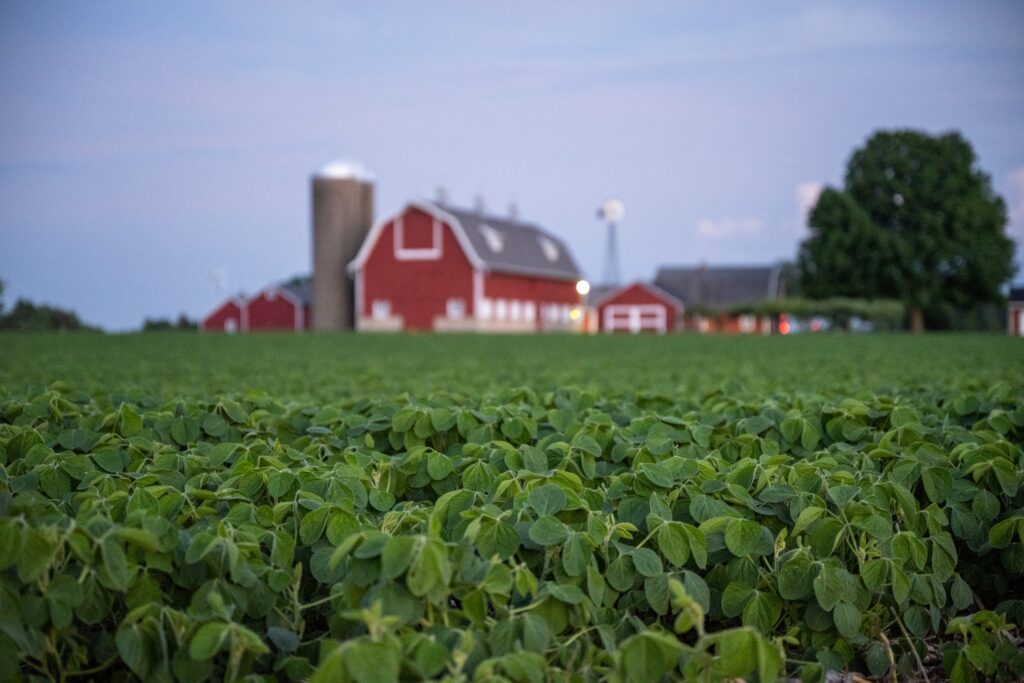 Manage high oleic soybeans for feed