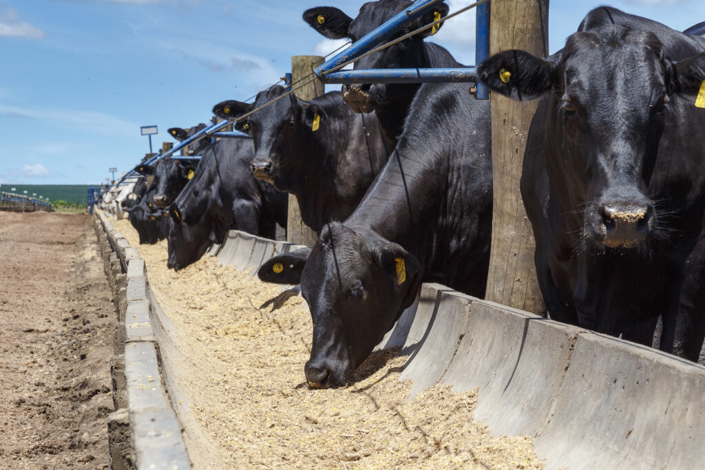 Replacing Distillers Grains with Heat-Treated Soybeans to Increase Finishing Cattle Growth