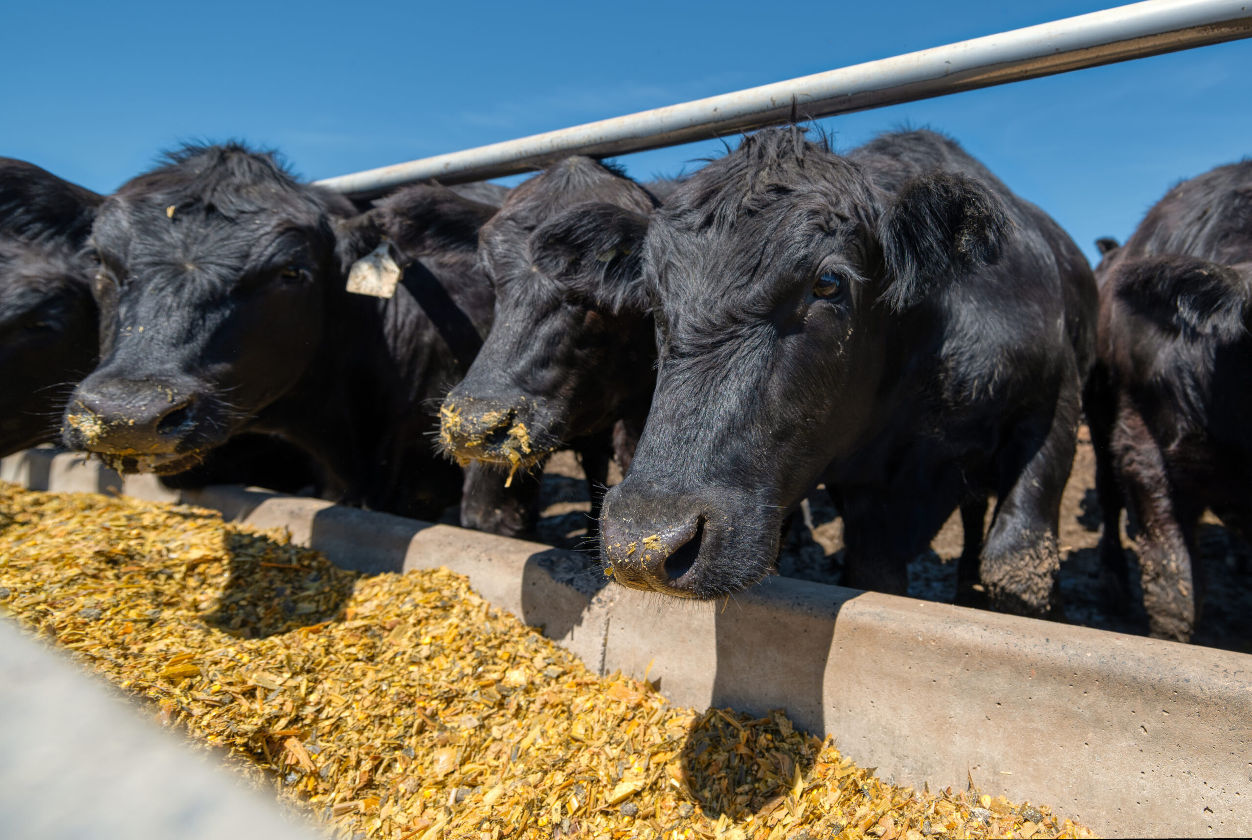 Using Soy Protein in Growing and Finishing Cattle Diets