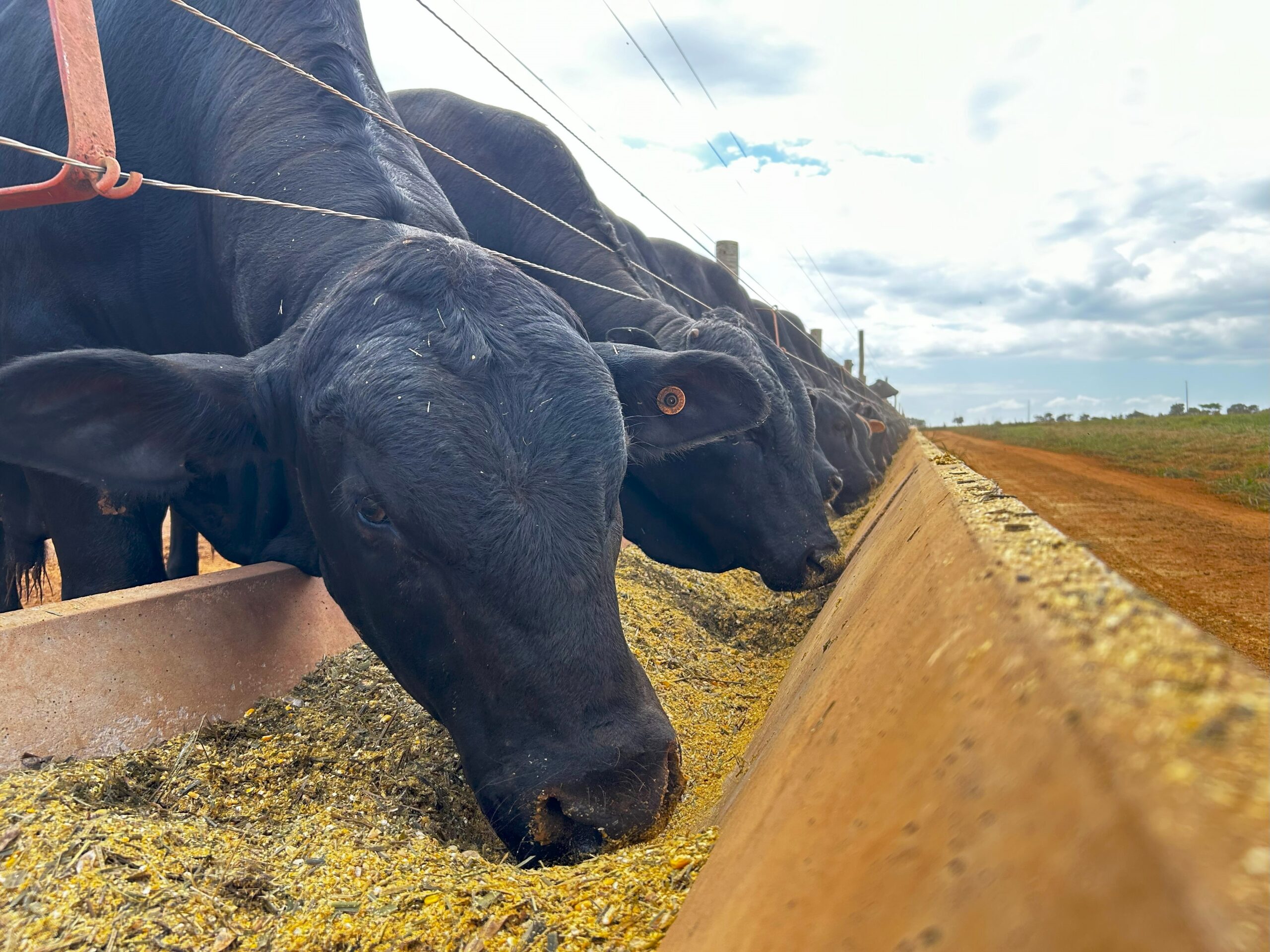 Soy Use in Cattle Diets: Impacts on Digestive Physiology and Tying It All Together