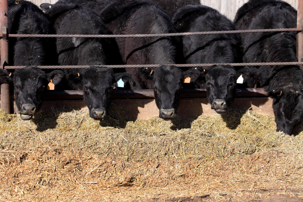 Finding Feed Alternatives for Beef Cattle in Extruded Soybeans