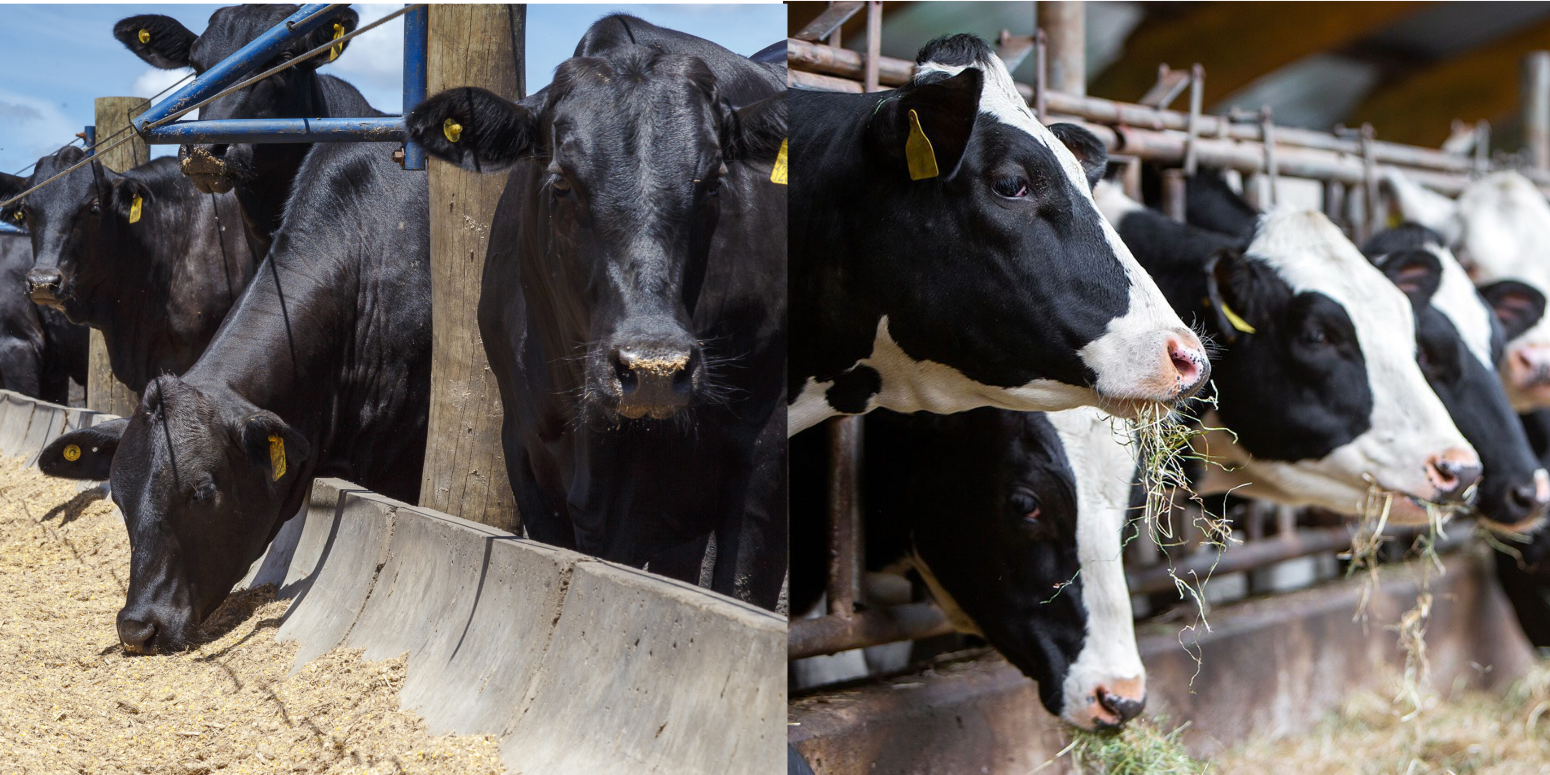 American Association of Bovine Practitioners