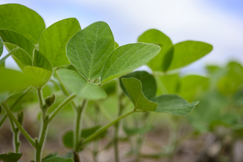 The Next Five Years Belong to the Better Bean