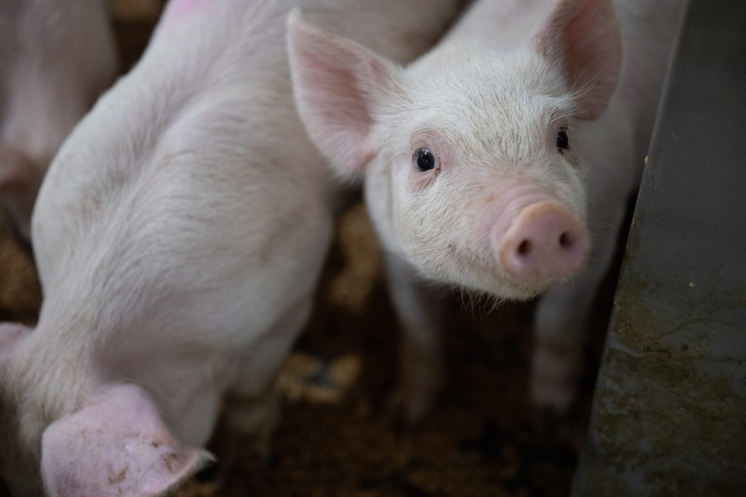Effects of the combination of spray dried plasma and reduced crude protein in diets on growth performance, diarrhea scores, gut morphology, and immune parameters of weanling pigs