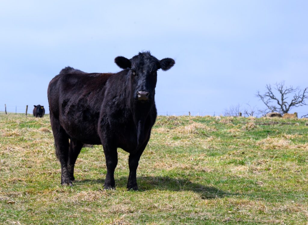 Nutrition is vital for heifer conception rates