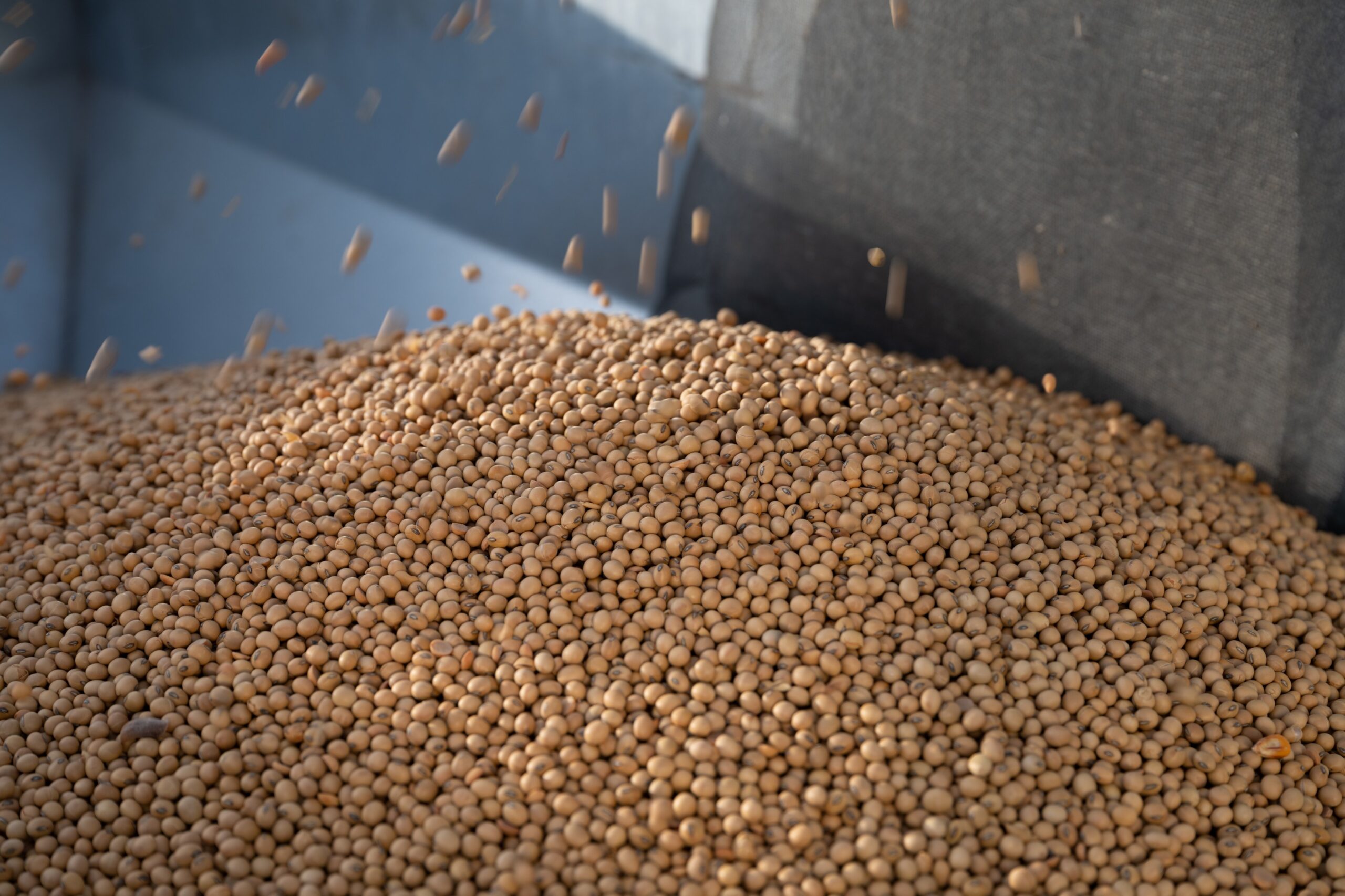 Roasting High-Oleic Soybeans