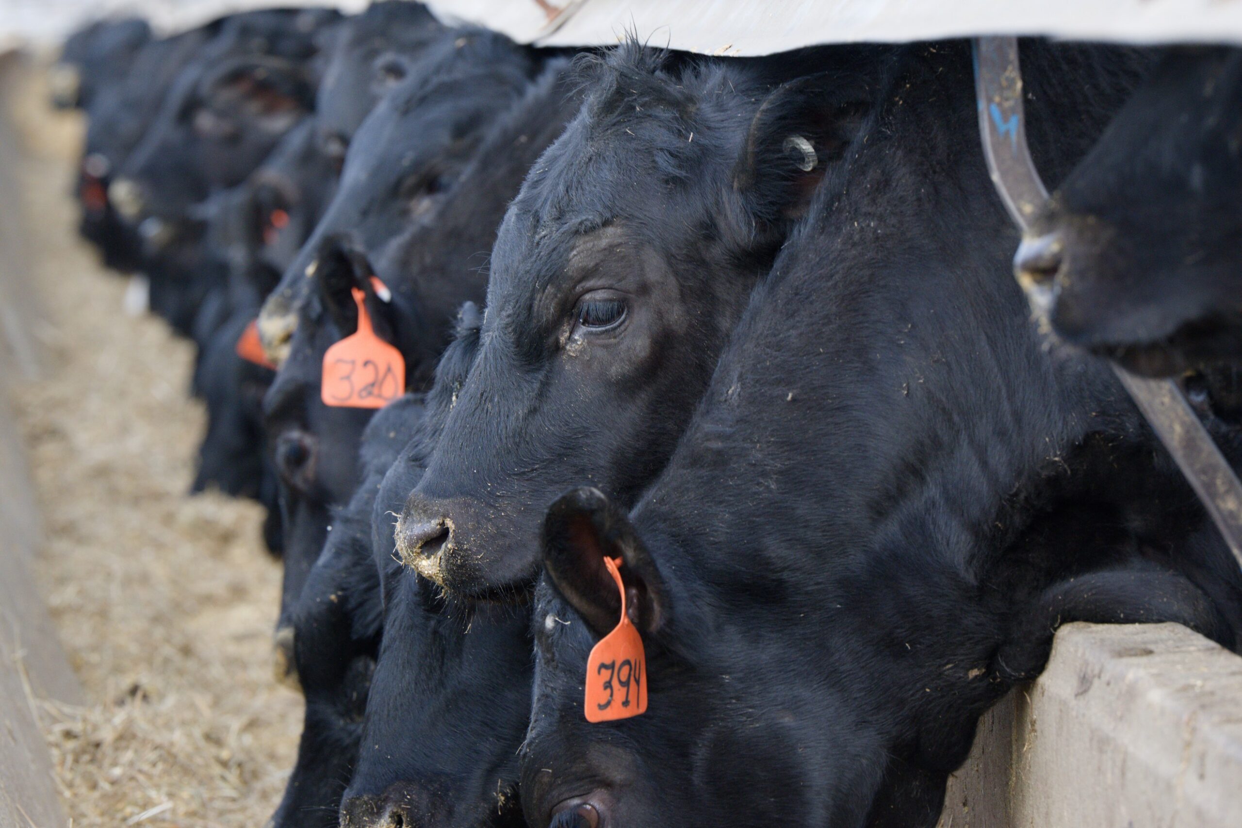 Can Extruded Soybeans Provide Additional Fat and Protein to Cattle Diets?