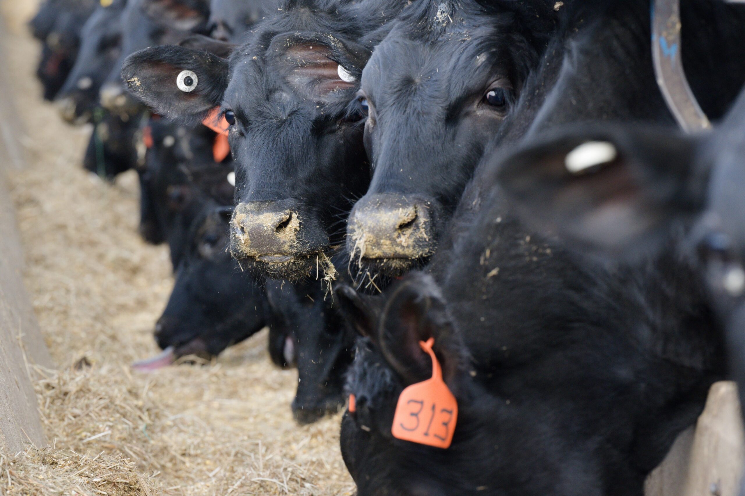 Effects of dietary protein manipulation on greenhouse gases and ammonia emissions from feedlot beef steers