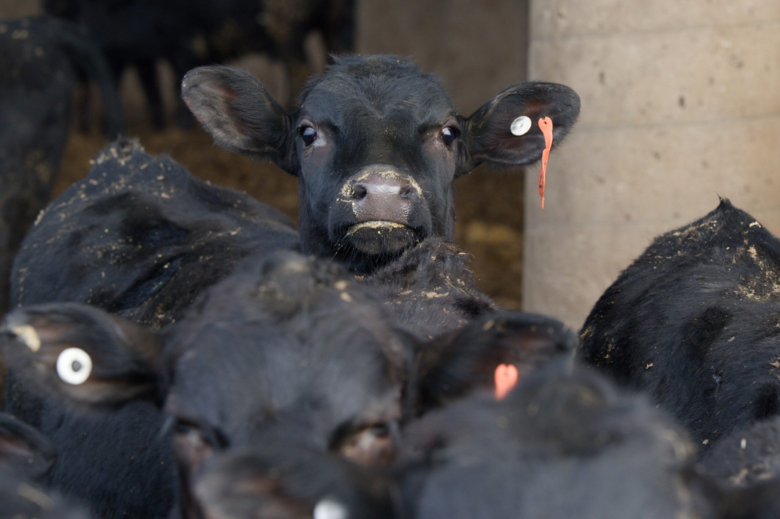 Invited review: The expanding dairy-beef calf industry – Challenges and opportunities in prefeedlot nutrition, health, and welfare