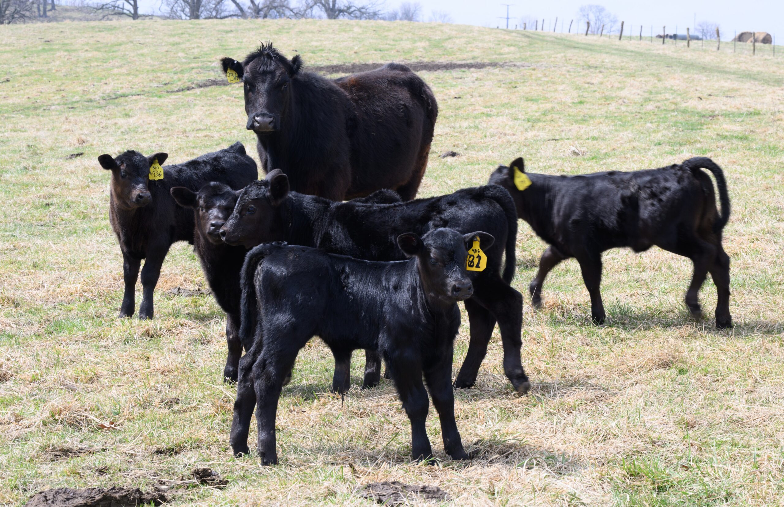 Soybean Byproducts on Beef Cow Nutrition: Potential Impacts on Metabolic and Physiological Parameters