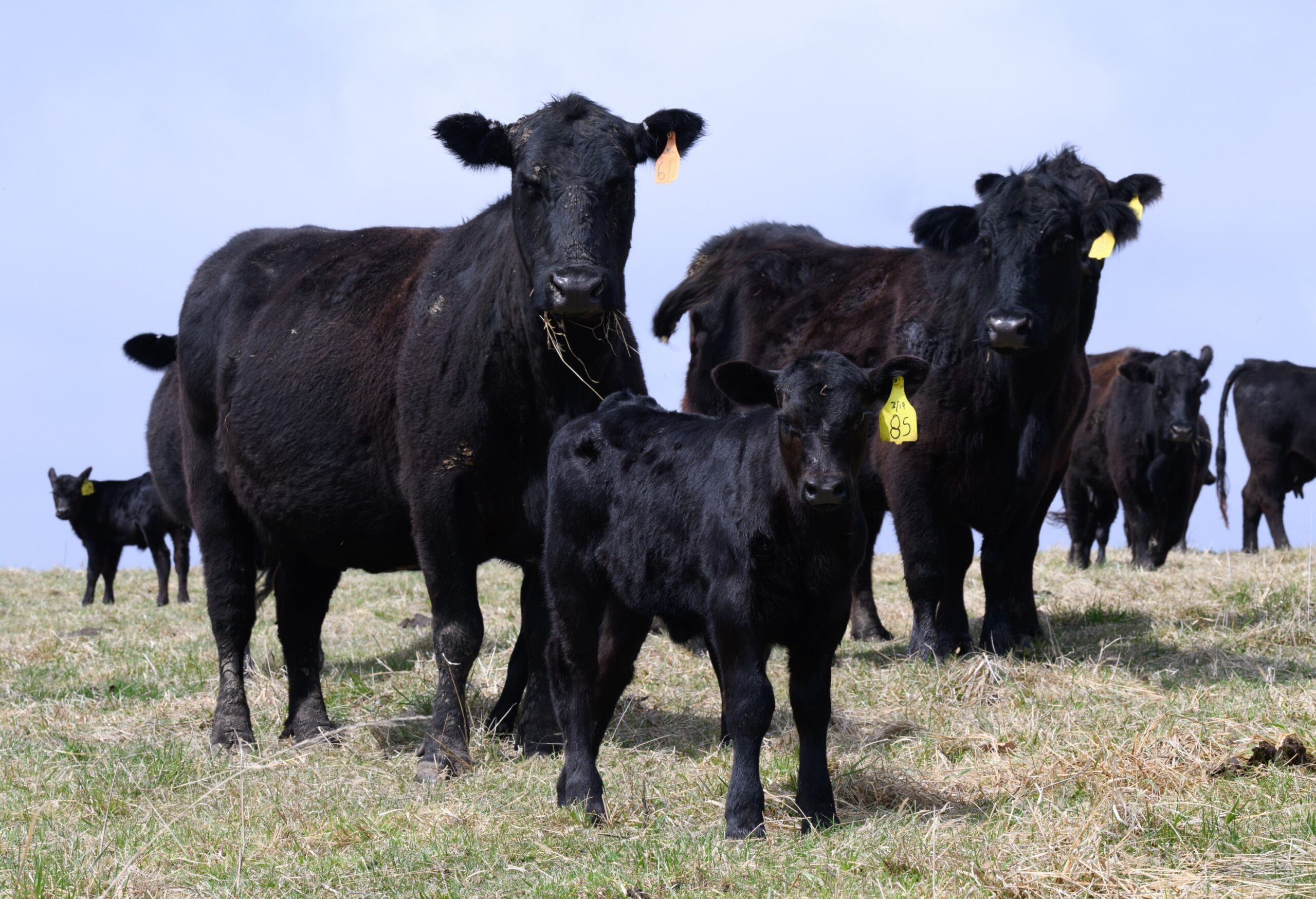 Effect of diets containing soybean co-products formulated for developing heifers on reproductive efficiency