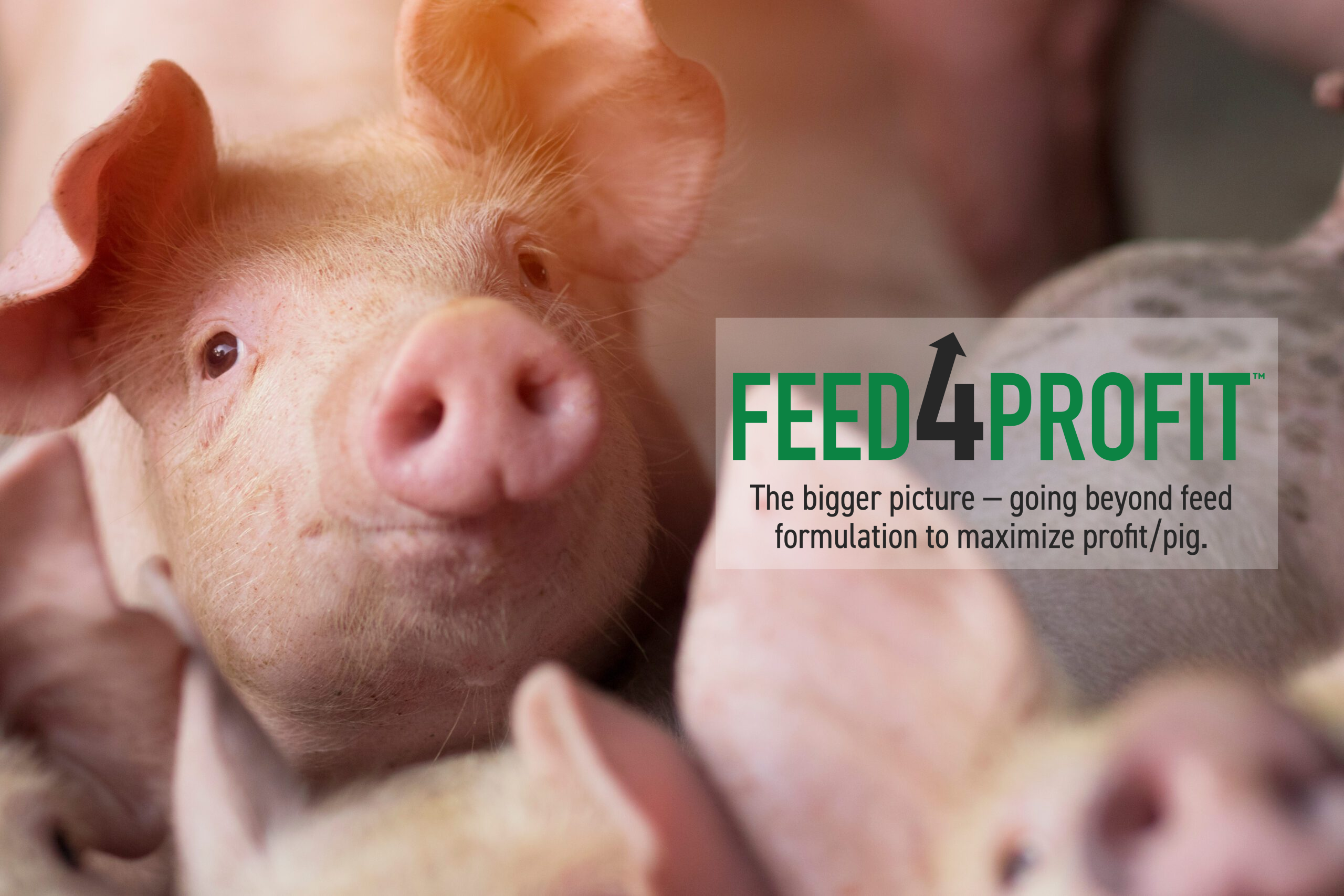 Introducing FEED4PROFIT, an online modeling tool to help maximize pig profitability