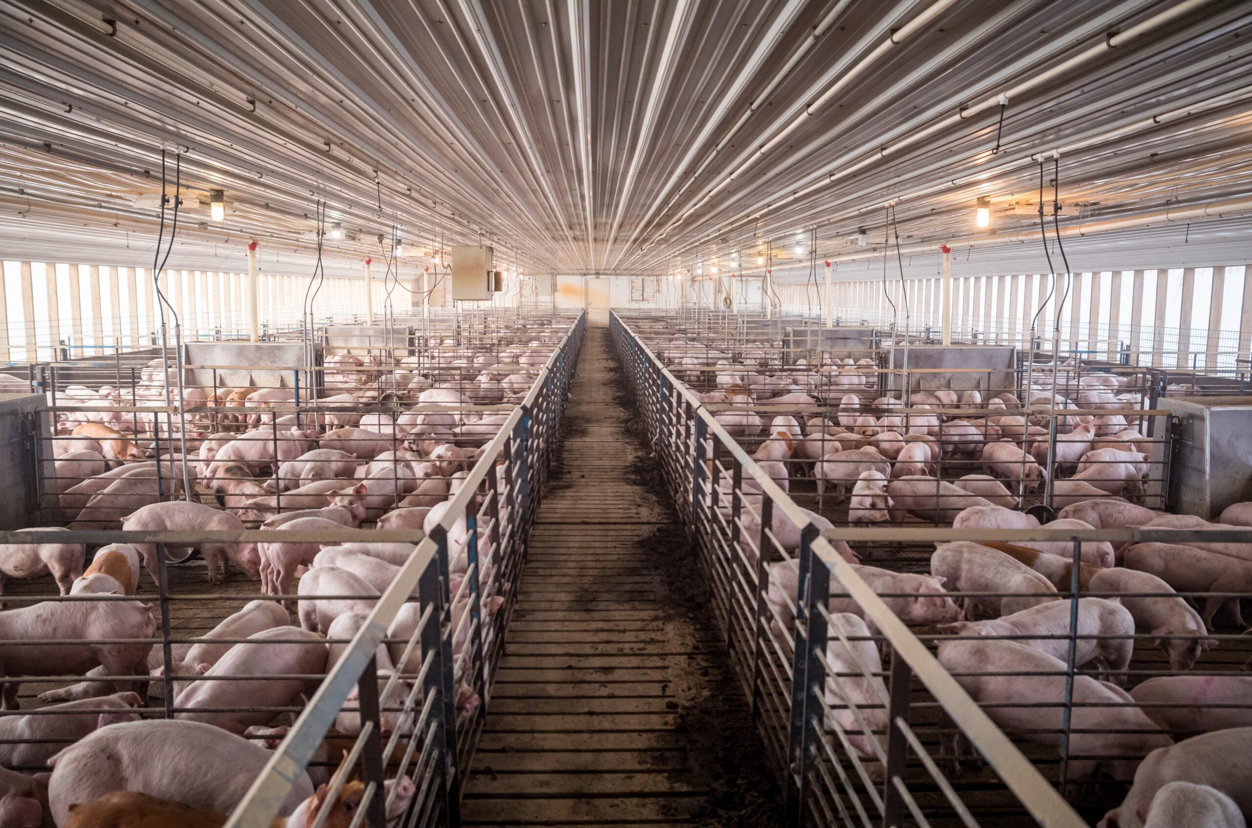 Effect of Feeding a Diet with an Elevated Level of Soybean Hulls on the Metabolic Status and Fecal Physicochemical Characteristics of Mid-gestation Sows Under Two Housing Systems