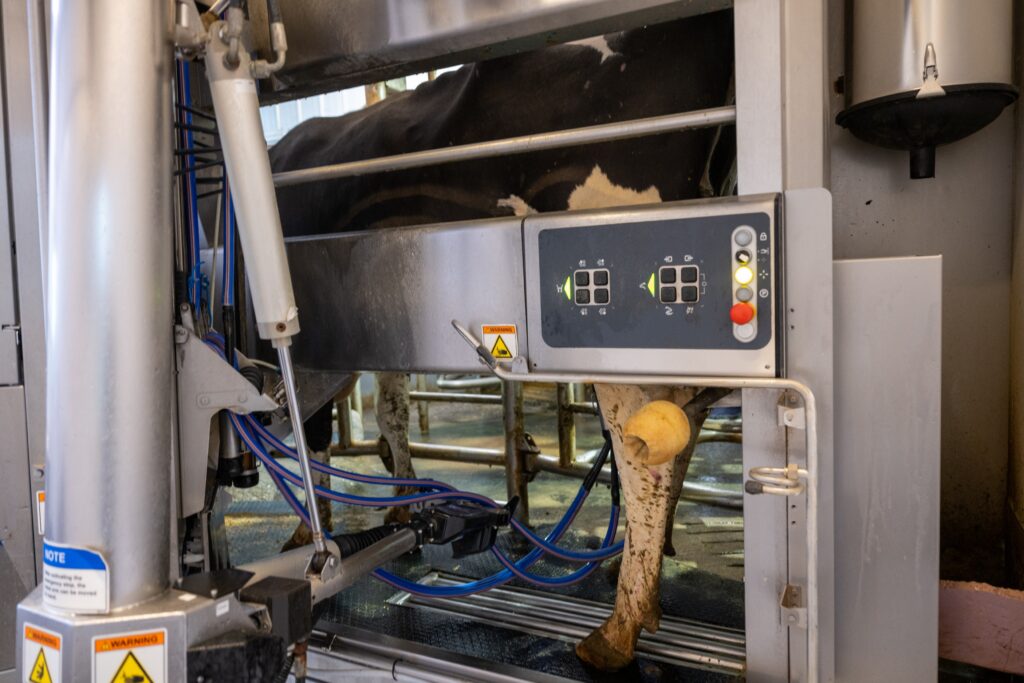 To feed or not to feed in the automated milking system