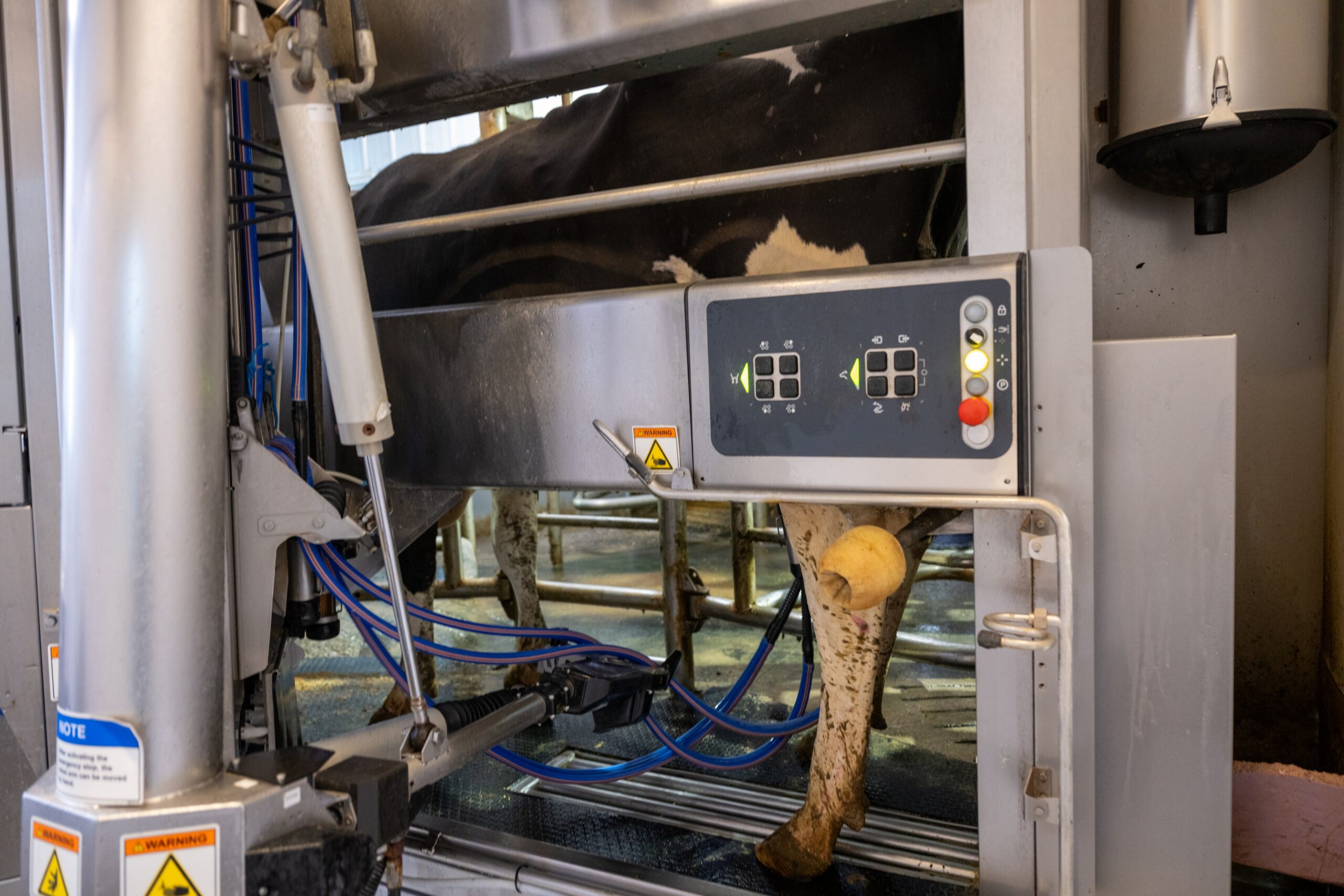 To feed or not to feed in the automated milking system